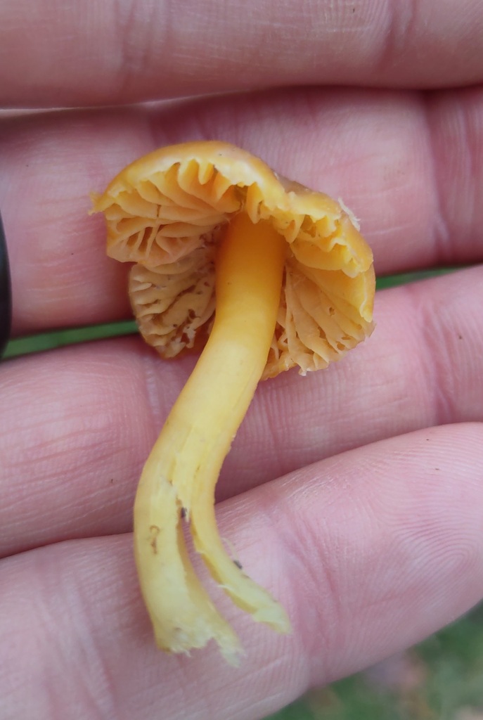 Hygrocybe quieta · November 2025 · photo: © ben_deed (iNaturalist, cc0)