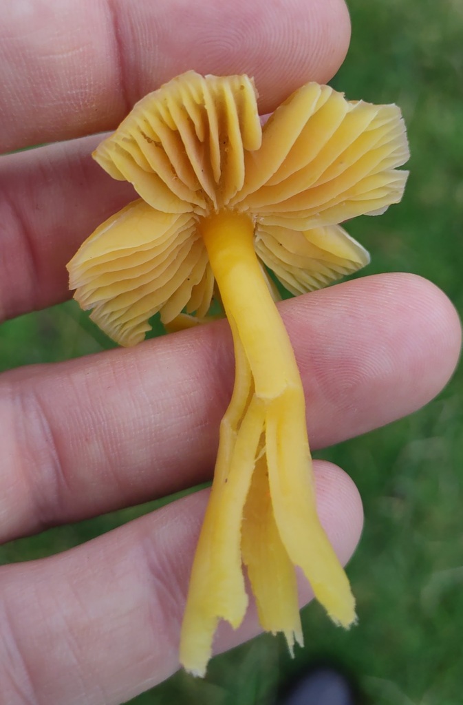 Hygrocybe quieta · November 2025 · photo: © ben_deed (iNaturalist, cc0)