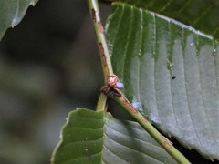 Sternuchopsis clausus