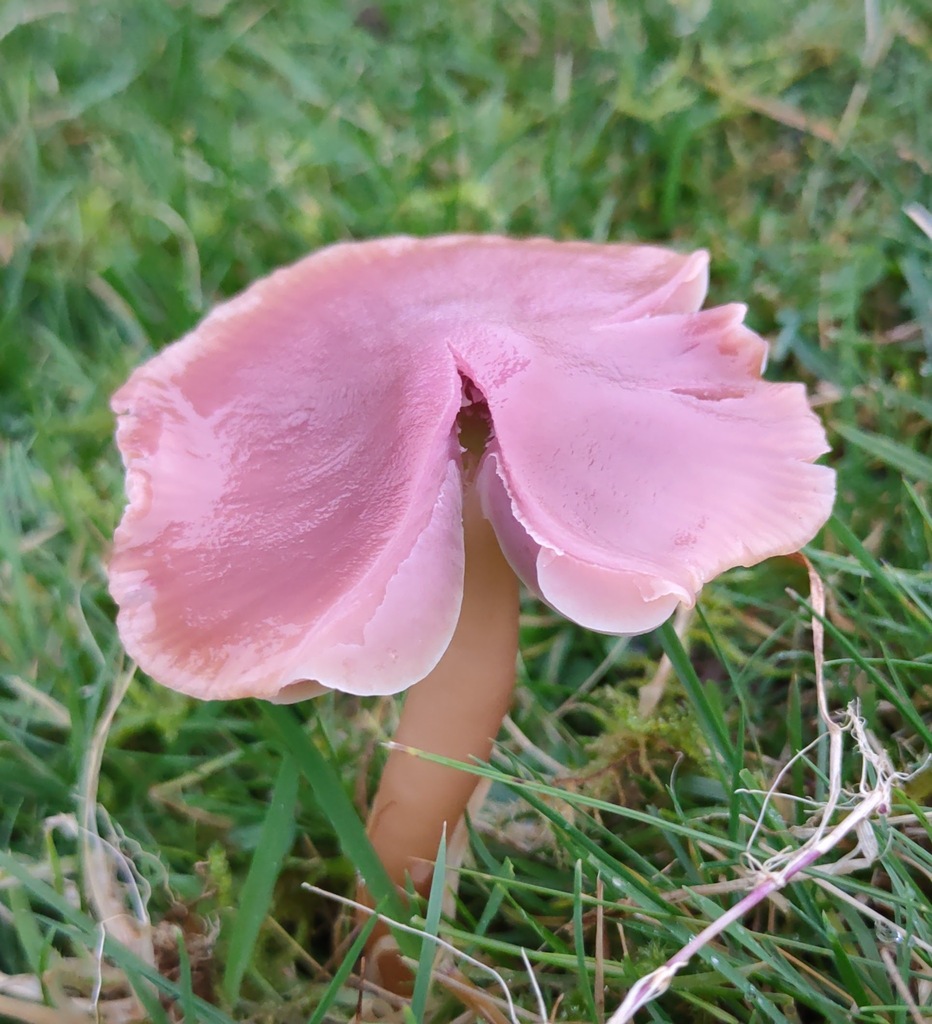 Gliophorus reginae · November 2025 · photo: © ben_deed (iNaturalist, cc0)