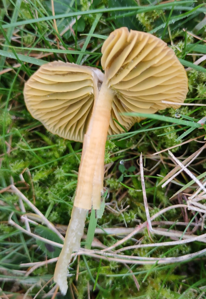 Gliophorus psittacinus · November 2025 · photo: © ben_deed (iNaturalist, cc0)