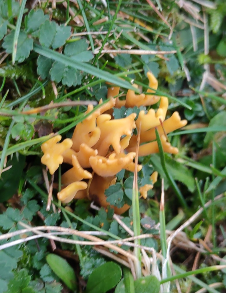 Clavulinopsis corniculata · November 2025 · photo: © ben_deed (iNaturalist, cc0)