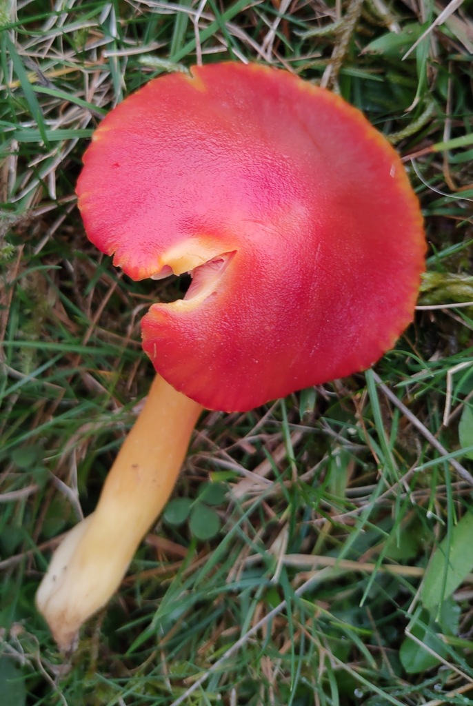 Hygrocybe coccinea · November 2025 · photo: © ben_deed (iNaturalist, cc0)