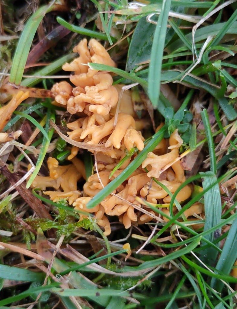 Clavulinopsis corniculata · November 2025 · photo: © ben_deed (iNaturalist, cc0)