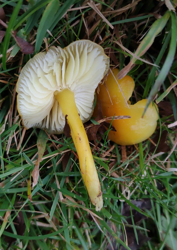 Hygrocybe chlorophana · November 2025 · photo: © ben_deed (iNaturalist, cc0)
