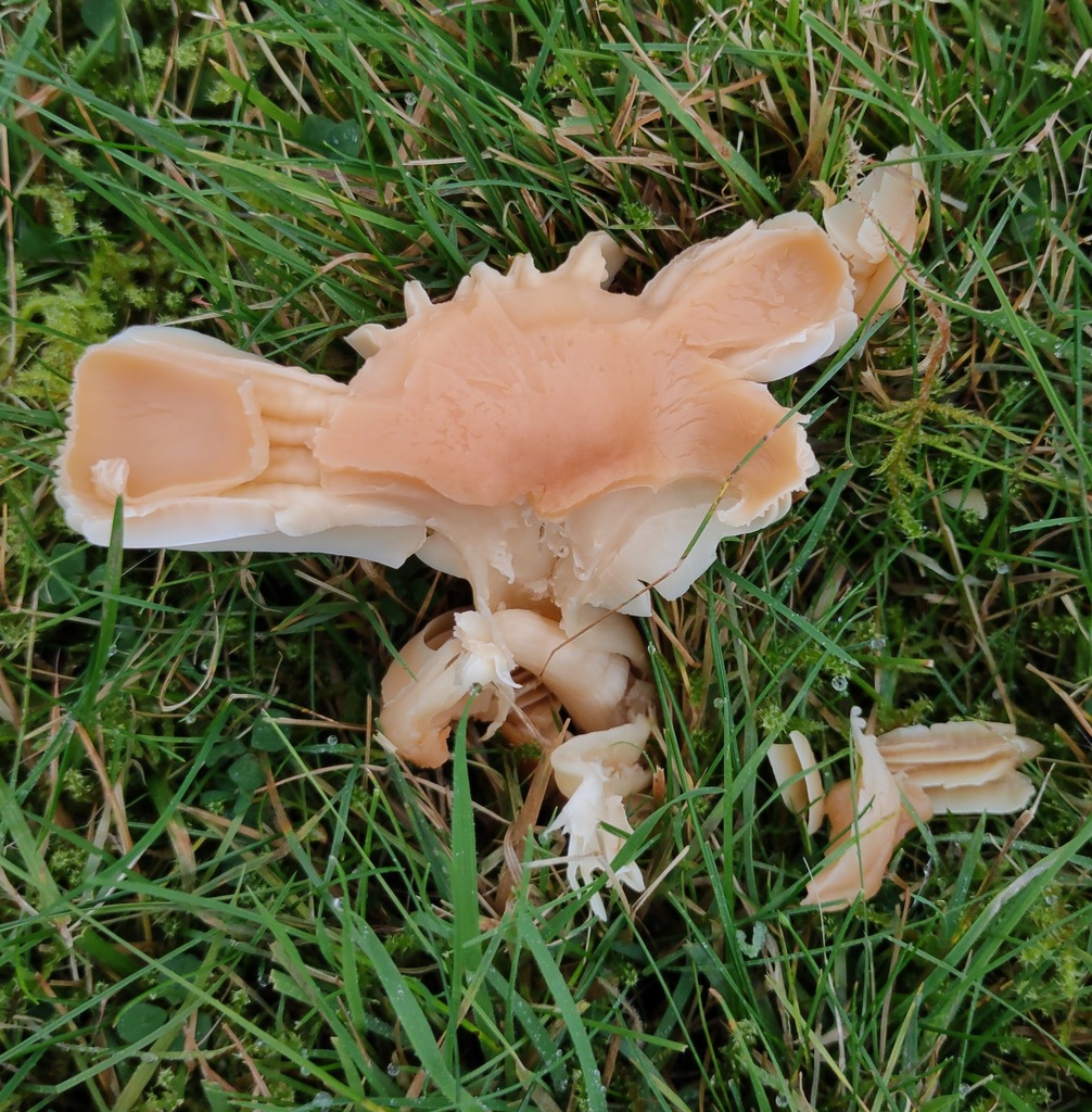 Cuphophyllus pratensis · November 2025 · photo: © ben_deed (iNaturalist, cc0)