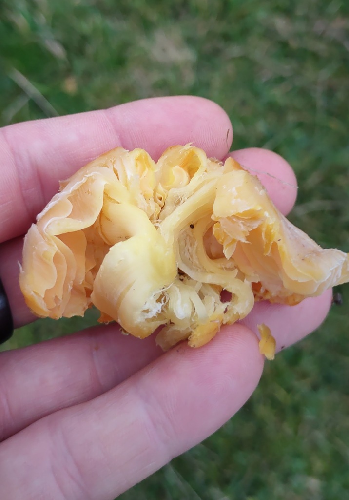 Hygrocybe quieta · November 2025 · photo: © ben_deed (iNaturalist, cc0)