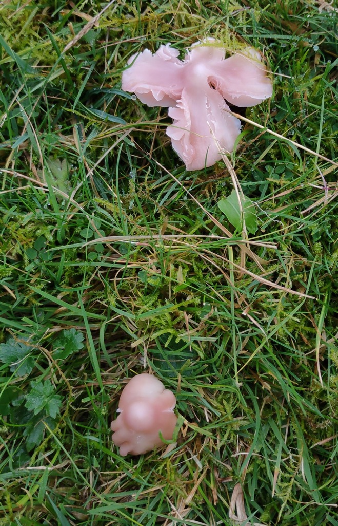 Porpolomopsis calyptriformis · November 2025 · photo: © ben_deed (iNaturalist, cc0)