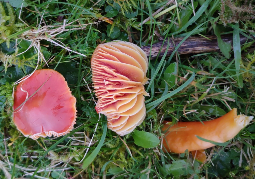 Hygrocybe coccinea · November 2025 · photo: © ben_deed (iNaturalist, cc0)