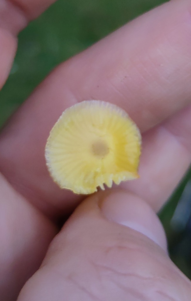 Hygrocybe ceracea · November 2025 · photo: © ben_deed (iNaturalist, cc0)
