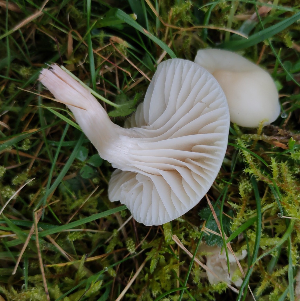 Cuphophyllus virgineus · November 2025 · photo: © ben_deed (iNaturalist, cc0)