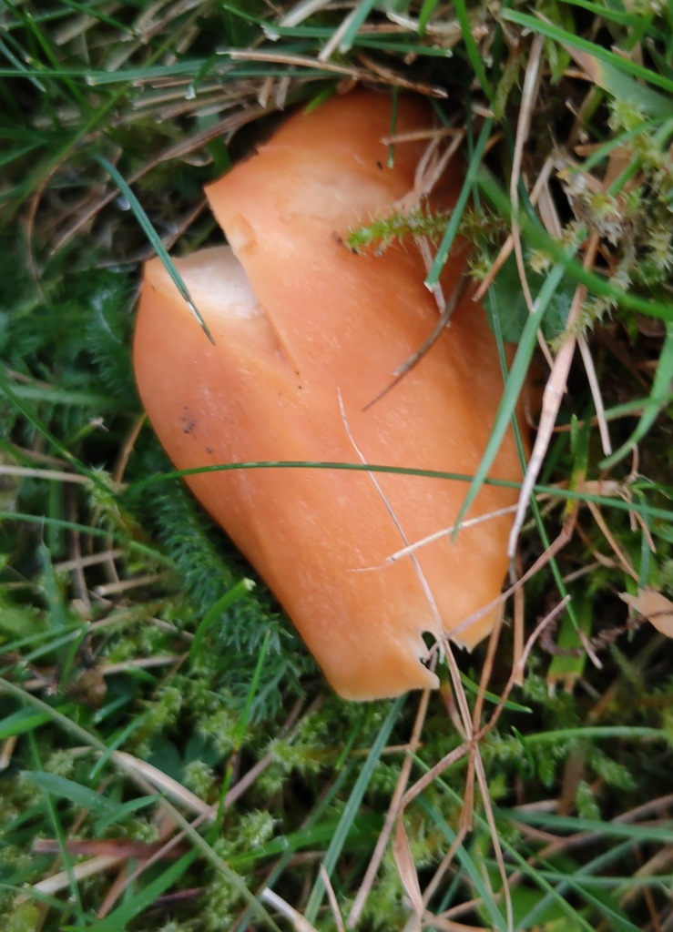 Cuphophyllus pratensis · November 2025 · photo: © ben_deed (iNaturalist, cc0)