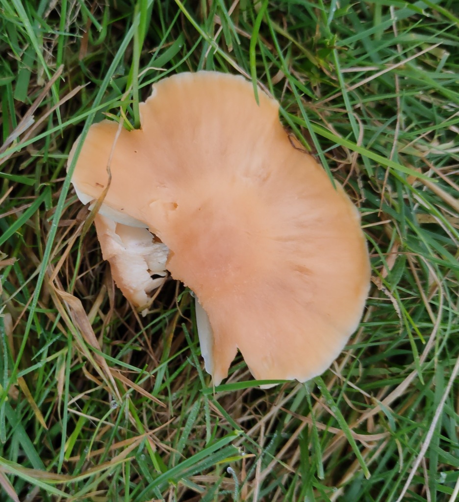 Cuphophyllus pratensis · November 2025 · photo: © ben_deed (iNaturalist, cc0)