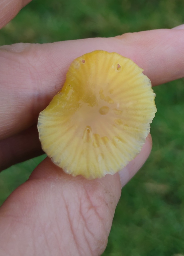 Hygrocybe ceracea · November 2025 · photo: © ben_deed (iNaturalist, cc0)