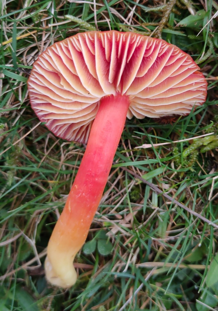 Hygrocybe coccinea · November 2025 · photo: © ben_deed (iNaturalist, cc0)
