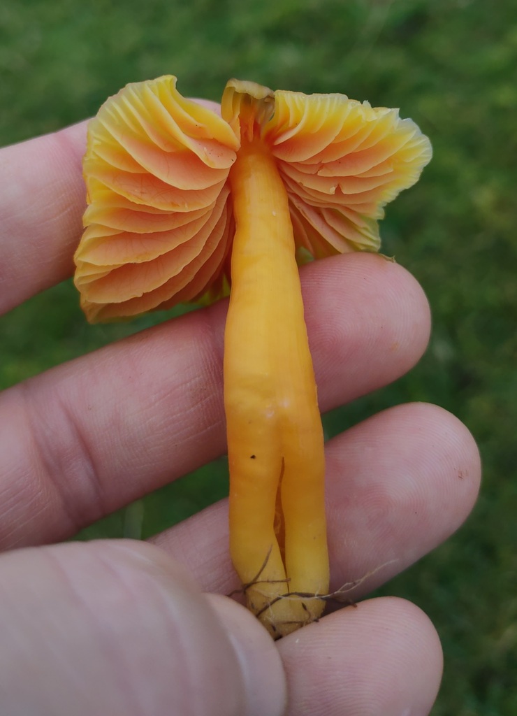 Hygrocybe quieta · November 2025 · photo: © ben_deed (iNaturalist, cc0)