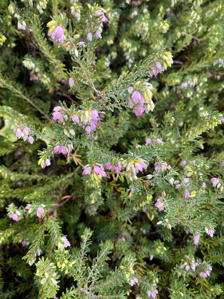 Erica carnea