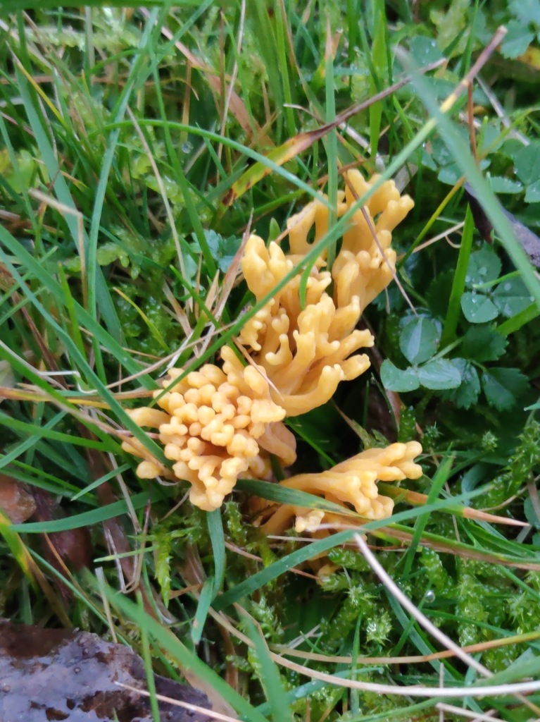 Clavulinopsis corniculata · November 2025 · photo: © ben_deed (iNaturalist, cc0)