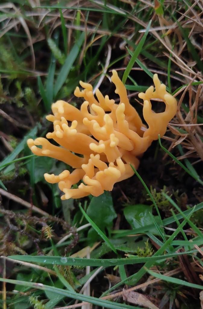 Clavulinopsis corniculata · November 2025 · photo: © ben_deed (iNaturalist, cc0)