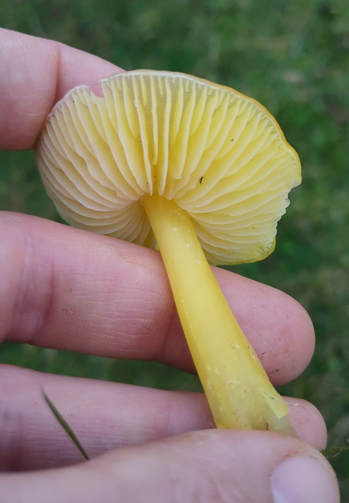 Hygrocybe chlorophana · November 2025 · photo: © ben_deed (iNaturalist, cc0)
