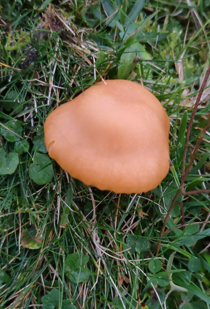 Cuphophyllus pratensis · November 2025 · photo: © ben_deed (iNaturalist, cc0)
