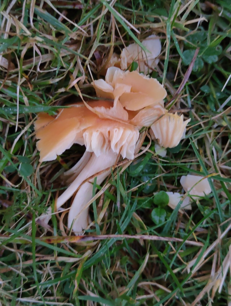 Cuphophyllus pratensis · November 2025 · photo: © ben_deed (iNaturalist, cc0)