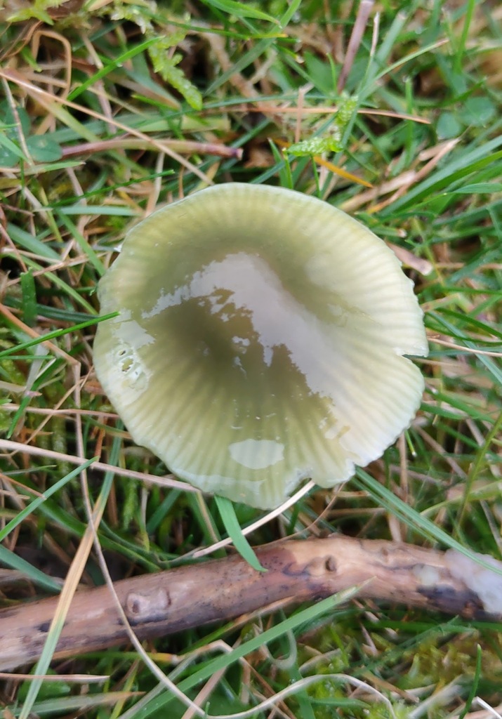 Gliophorus psittacinus · November 2025 · photo: © ben_deed (iNaturalist, cc0)