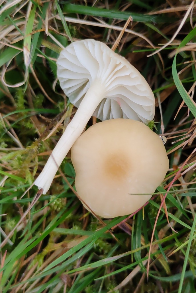 Cuphophyllus russocoriaceus · November 2025 · photo: © ben_deed (iNaturalist, cc0)