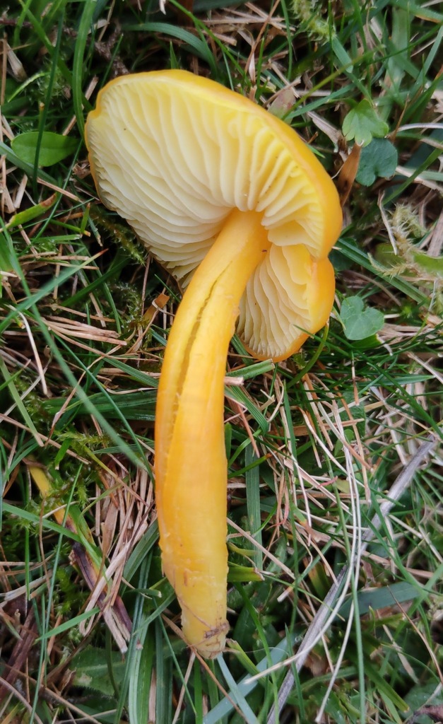 Hygrocybe chlorophana · November 2025 · photo: © ben_deed (iNaturalist, cc0)