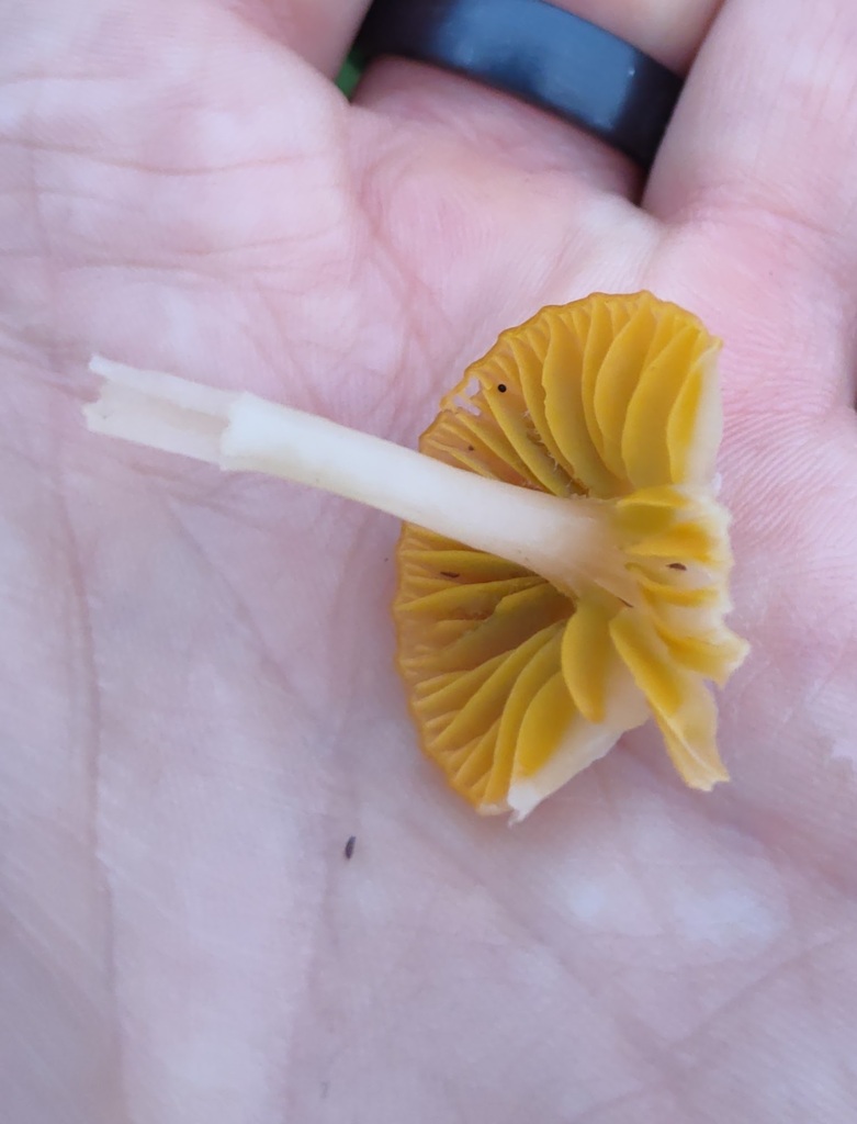 Gliophorus psittacinus · November 2025 · photo: © ben_deed (iNaturalist, cc0)