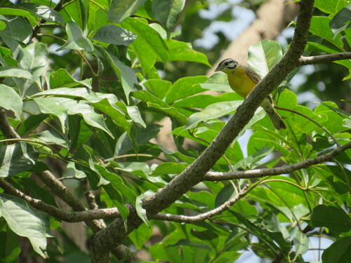 iNaturalist image