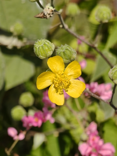 Yellowflower Indian Mallow (Abutilon reventum)