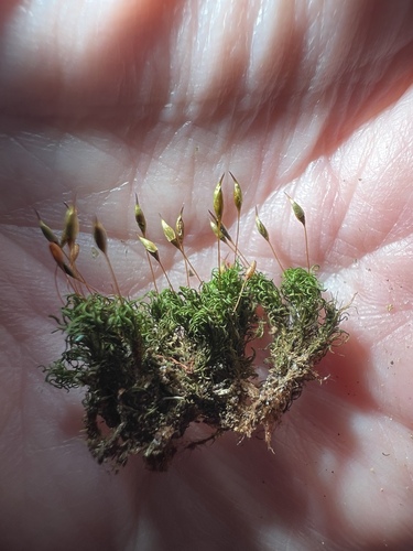 Syrrhopodon incompletus observed 2025-11-12