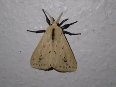 Spilosoma strigatula