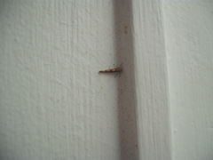 Pyroderces apparitella