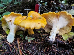 Cantharellus cascadensis