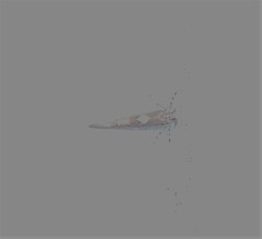 Pyroderces apparitella