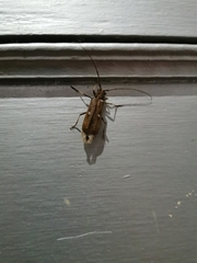 Eburia
