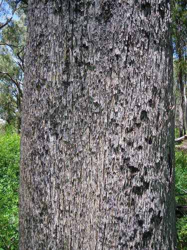 White-topped Box (Eucalyptus quadrangulata)