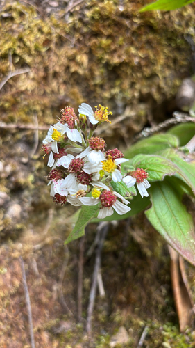 Alloispermum caracasanum, photograph 5