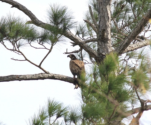 Bald Eagle photographed in Alabama