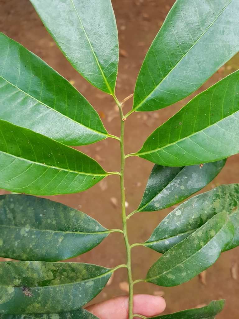 Virola multiflora