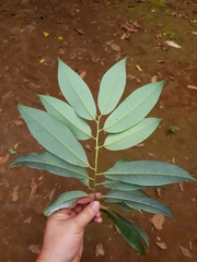 Virola multiflora