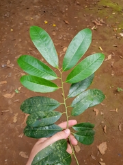 Virola multiflora