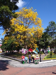 Handroanthus chrysanthus