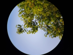 Virola multiflora