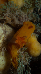 Tambja dracomus