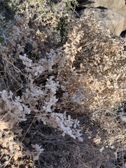 Tidestromia suffruticosa