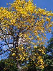 Handroanthus chrysanthus