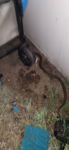 Coastal Carpet Python sighting